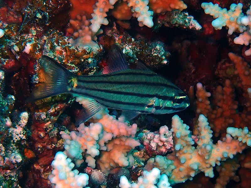 Fiveline Cardinalfish in the Red Sea, Cheilodipterus quinquelineatus