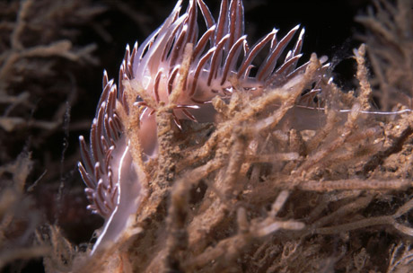 Nudibranch, Coryphella lineata, Isle of Man