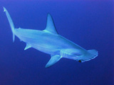 Diving with sharks in French Polynesia