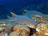 Nurse sharks