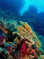 Scuba diving with coral.