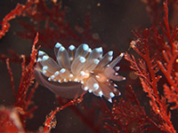 Janolus cristatus nudibranch, a beauty of the UK