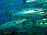 Barracuda on Sipadan 