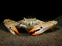 Blue swimming crab