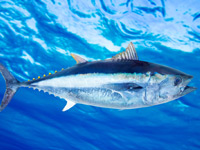 Bluefin tuna