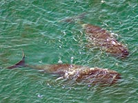 Bowhead whale