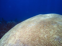 Brain coral