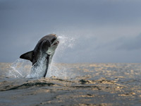 Great white shark breaching