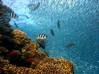 Coral reef and fish