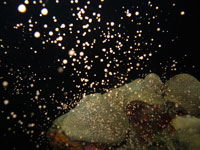 Coral spawning