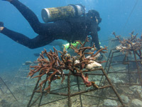 Diver transplanting corals