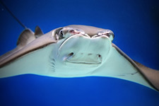 Cownose ray