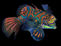 The colourful Mandarin fish is found in Malaysia