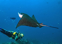 Eagle Ray in Komodo, with diver (me)