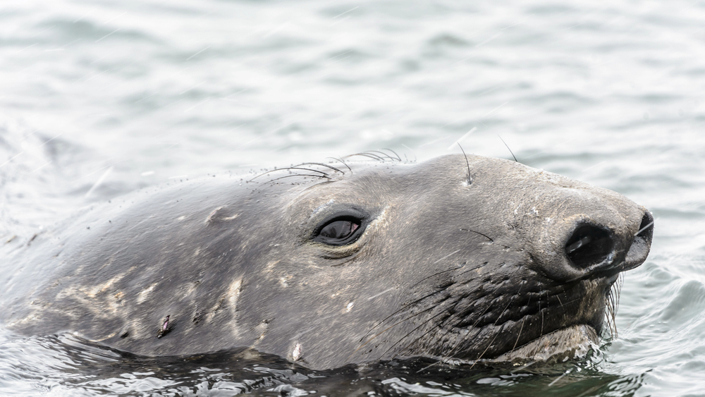 Elephant seal