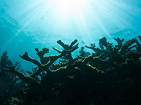 Elkhorn coral.