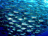 Shoal of fish