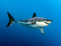 Grey reef shark