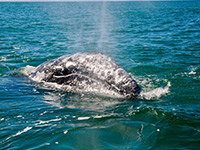 Grey Whale