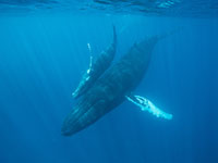 Humpback whale and calf