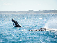 Humpback whale