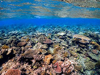 coral reef