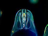 Comb Jelly