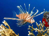 Lionfish still in the Red Sea