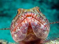 Lizardfish in Tanzania