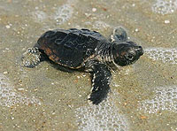 turtle hatchling