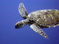 Loggerhead turtle. Matt Kieffer/CC-by-2.0