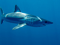 Mako shark