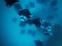 Manta rays in the Maldives