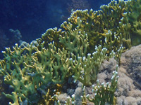 Fire coral