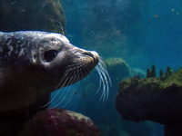 Mediterranean monk seal