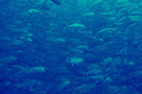 Migrating fish