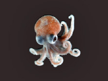 Newly discovered octopus