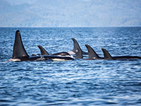 Orca pod