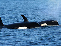 Orca with a salmon on its head