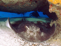 Round stingray reaches 5 ft across