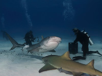 Sharks and divers