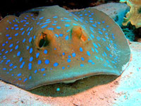 Bluespotted stingray