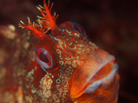 Tompot Blenny