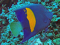 Yellowbar Angelfish in the Red Sea