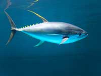 Yellowfin tuna