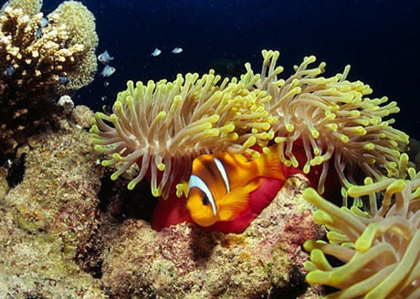 Red Sea Clownfish in Magnificent anemone by Tim Nicholson, SCUBA Travel