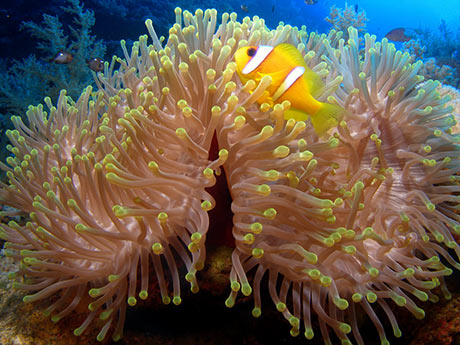 Clownfish in  anemone