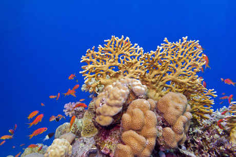 Anthias with fire coral