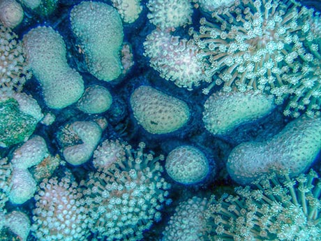 Coral closeup at Fury shoal