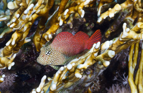 Leopard blenny in fire coral